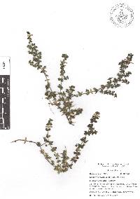 Galium hypocarpium image