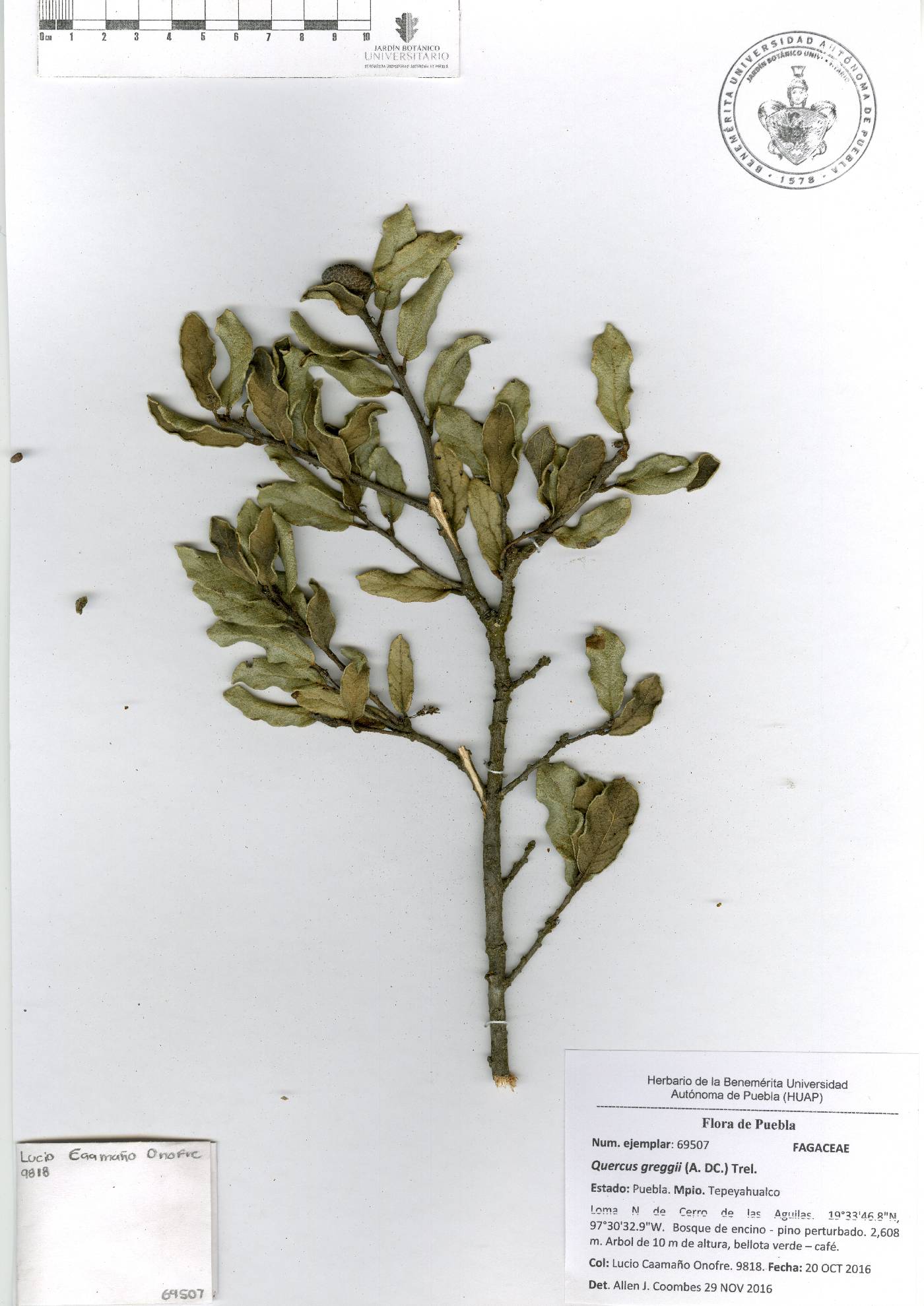 Quercus greggii image