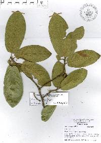 Quercus × dysophylla image