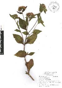 Stevia monardifolia image