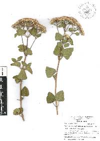 Ageratina calophylla image