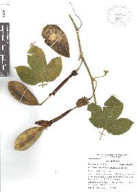Passiflora tarminiana image