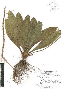 Plantago australis image