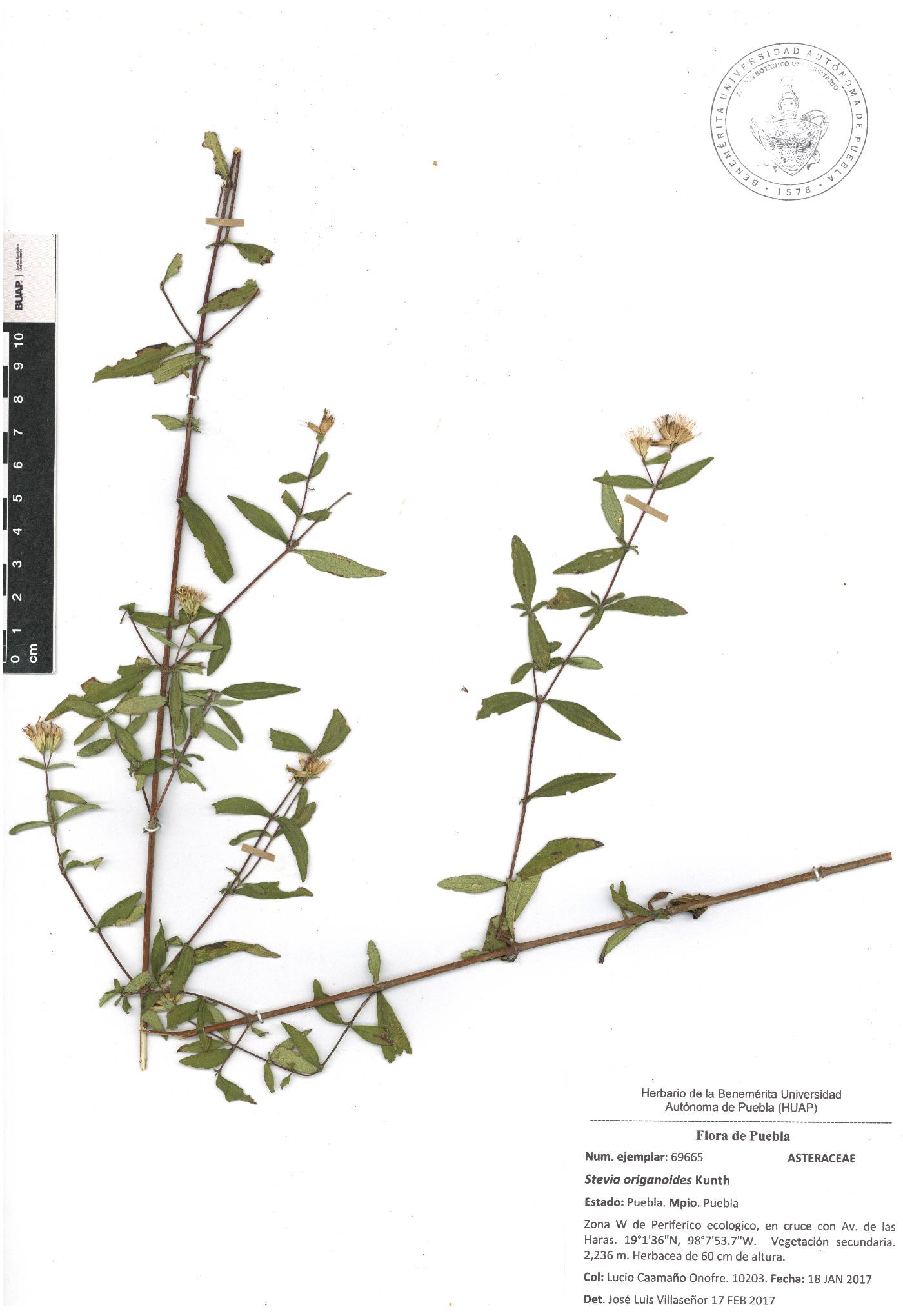 Stevia origanoides image