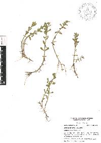 Bacopa monnieri image