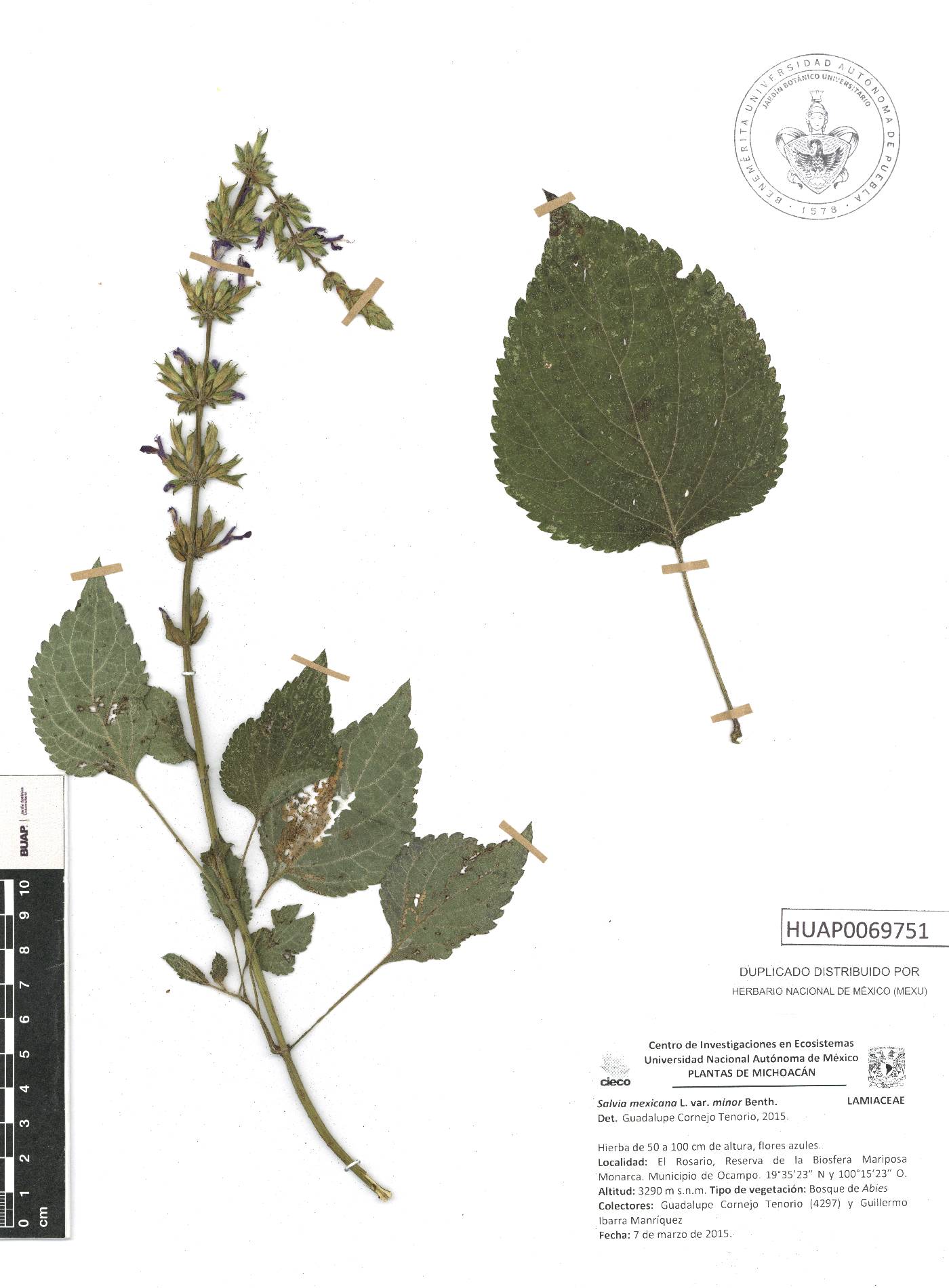 Salvia mexicana image