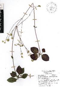 Ageratina bellidifolia image