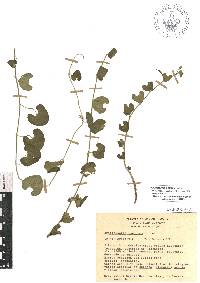 Aristolochia orbicularis image