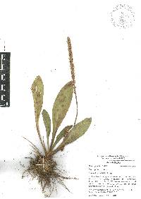 Plantago australis image