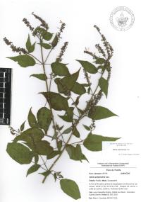 Salvia polystachia image