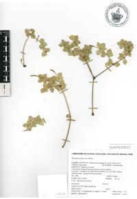 Peperomia tetraphylla image