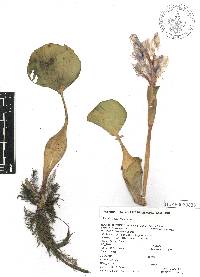 Eichhornia crassipes image