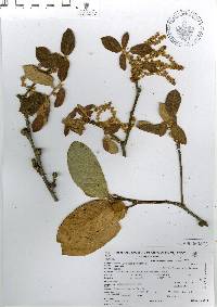 Quercus × dysophylla image