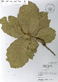 Quercus conzattii image