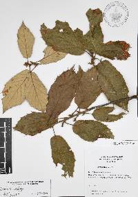 Quercus candicans image