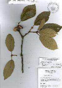 Quercus candicans image