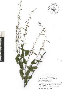 Desmodium psilophyllum image