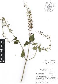 Salvia leptostachys image