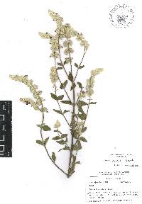 Salvia breviflora image