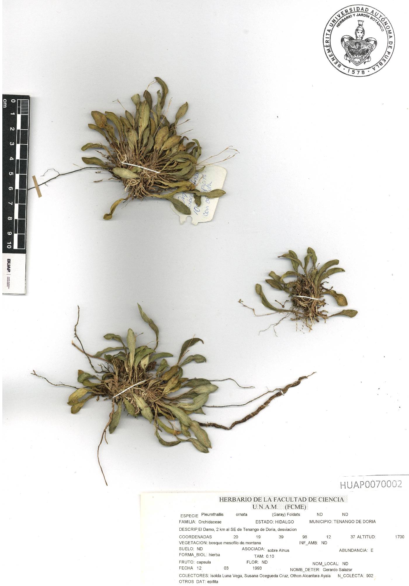 Stelis ornata image