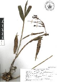 Epidendrum polyanthum image