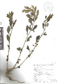 Teucrium cubense image