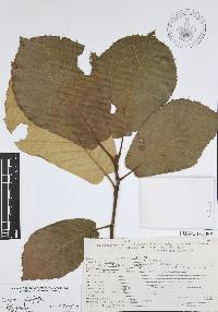 Quercus candicans image