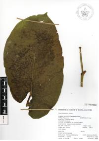Piper auritum image