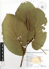 Piper auritum image