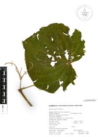 Lepianthes peltata image