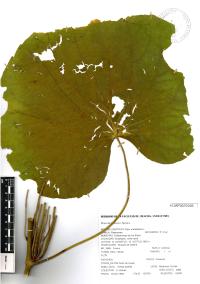 Lepianthes peltata image