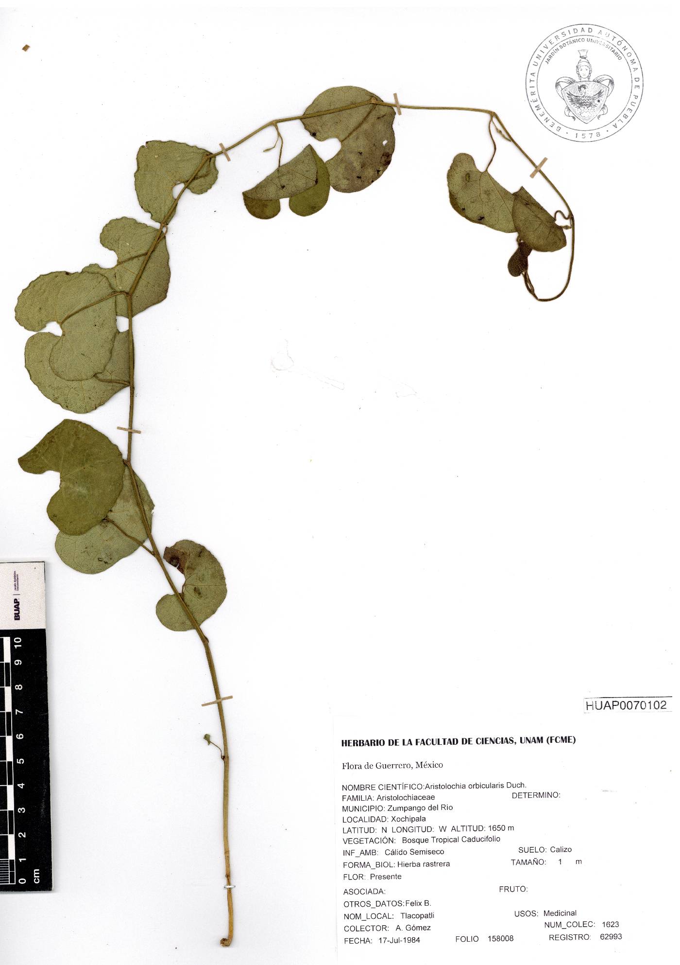 Aristolochia orbicularis image