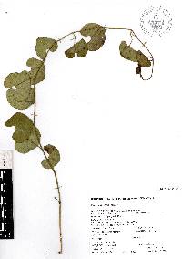 Aristolochia orbicularis image