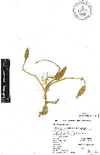 Heteranthera limosa image