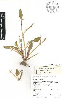 Heteranthera limosa image