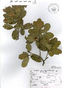 Quercus potosina image