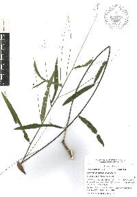 Desmodium psilophyllum image