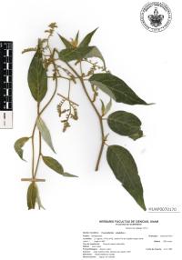 Tournefortia volubilis image