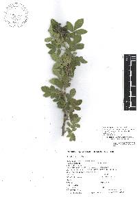 Zanthoxylum arborescens image