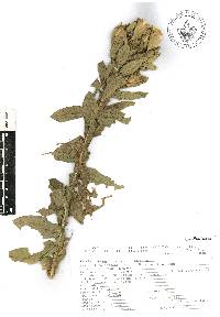 Trixis mexicana image
