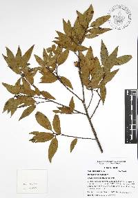 Quercus affinis image