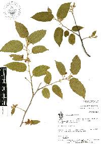 Guazuma ulmifolia image