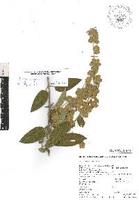 Lippia oaxacana image