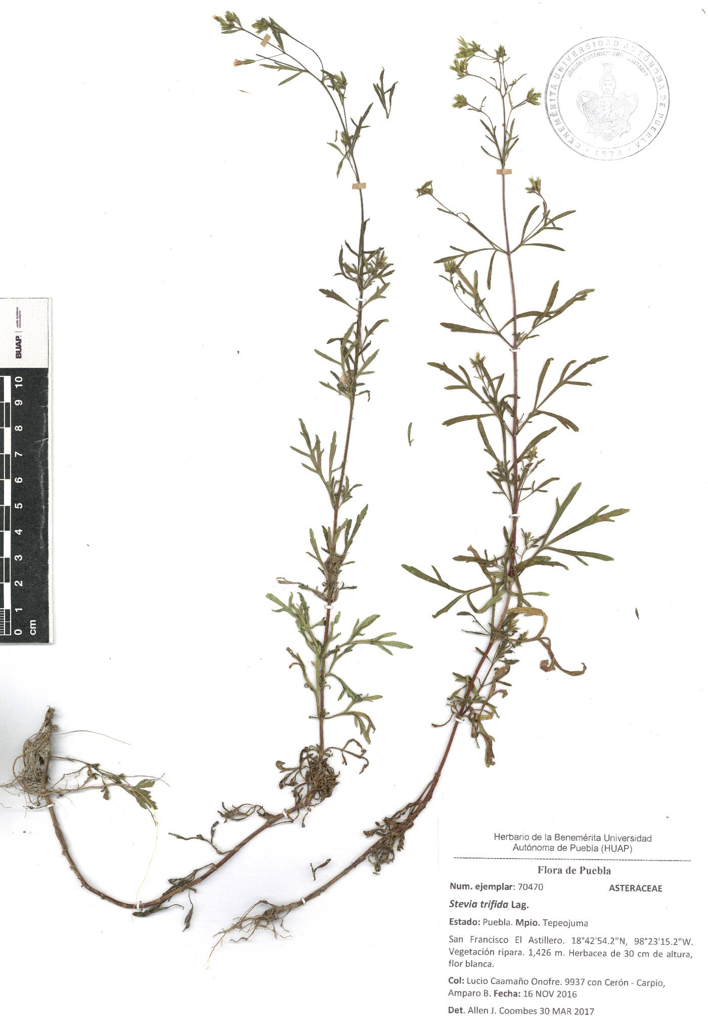 Stevia trifida image