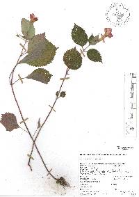 Achimenes antirrhina image