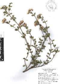 Ageratina calophylla image