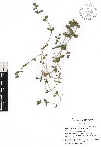 Lysimachia arvensis image