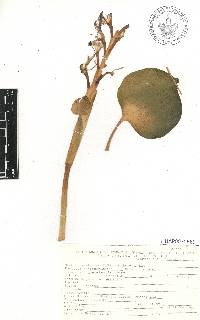 Eichhornia crassipes image