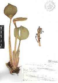 Eichhornia crassipes image