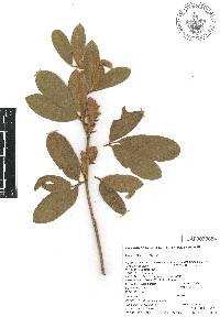 Eriosema grandiflorum image